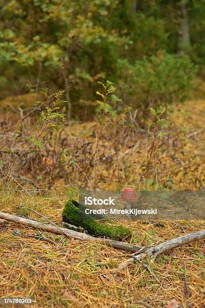 Sapato Repleto De Vegetação Com Musgo E Cogumelo Venenoso Na Floresta - Fotografias de stock e mais imagens de Ao Ar Livre