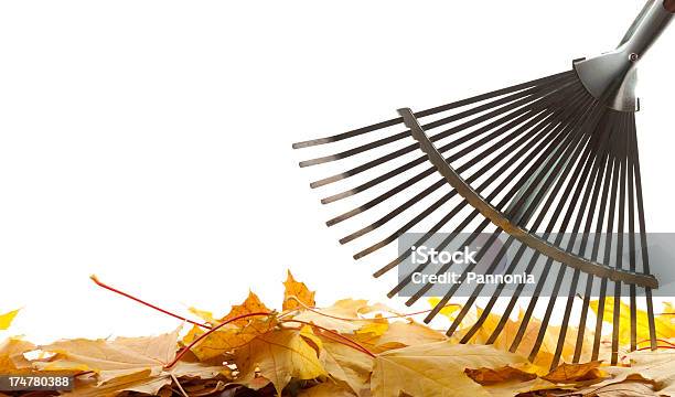 Rake Leaves Isolated On White Stock Photo - Download Image Now - Autumn ...