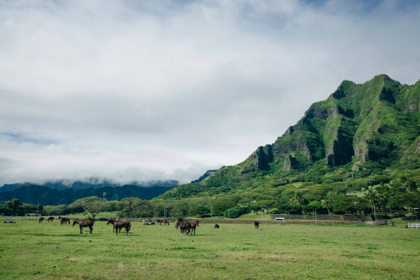 istock Horse ranch Kualoa Ranch Oahu Hawaii 1747804529