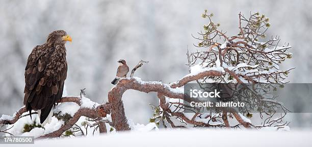 Whitetailed Eagle Und Jay Stockfoto und mehr Bilder von Adler - Adler, Fotografie, Horizontal