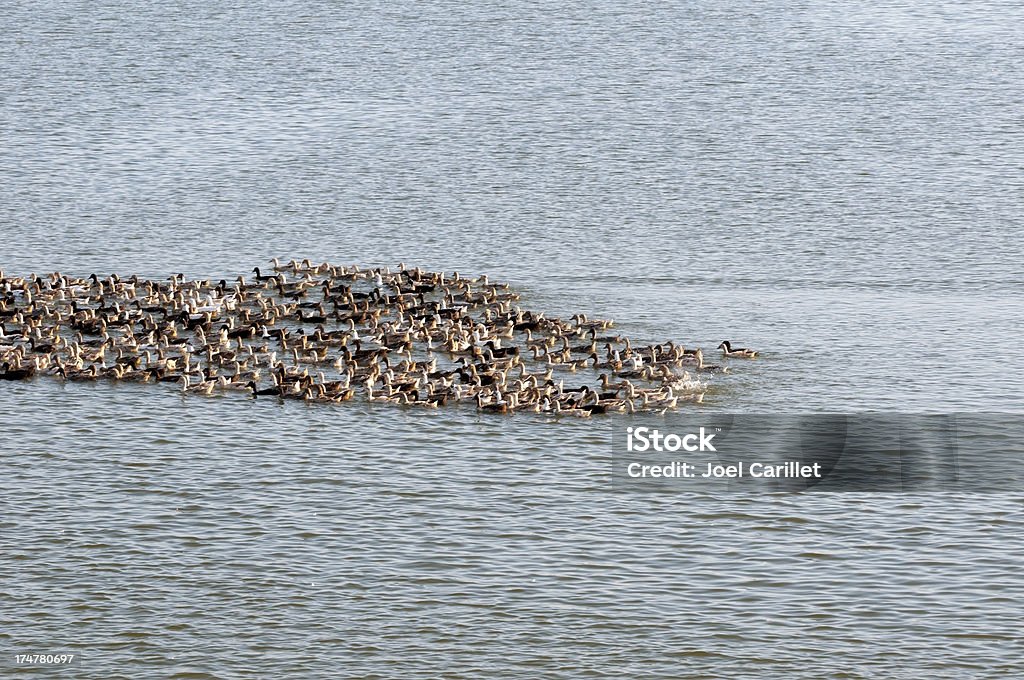 Bündel von Enten auf See - Lizenzfrei Auf dem Wasser treiben Stock-Foto