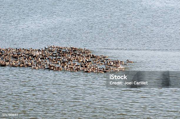 Bündel Von Enten Auf See Stockfoto und mehr Bilder von Auf dem Wasser treiben - Auf dem Wasser treiben, Beengt, Bund