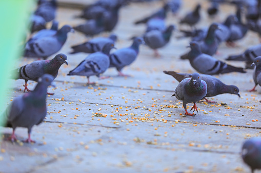 Pigeons birds eating with freedom