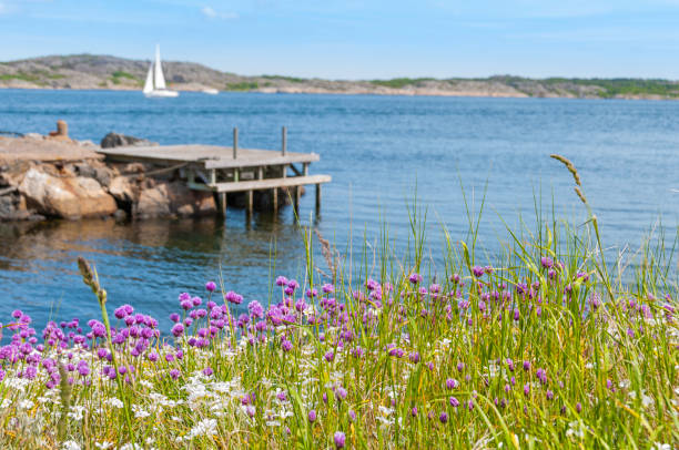 Idyllic coastline "Armeria maritima. Coast of Bohuslan, Sweden." archipelago stock pictures, royalty-free photos & images