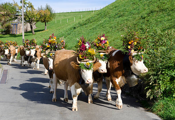 Candidate Simmental cows of Lenk are walking to the village center for the annual Miss Lenk cow beauty contest.More Lenk and Swiss pasture