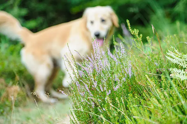 Close up of Heather (Erica /Ericaceae) with dog behind