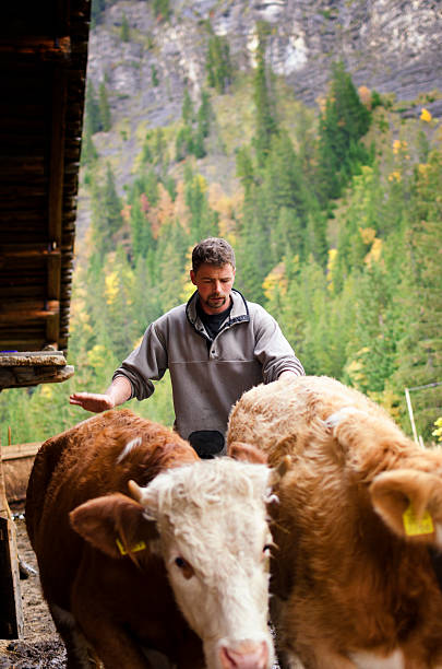 istock Young Swiss Alpine farmer man with cattle 174781504