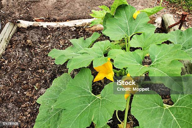 Casa Jardim Orgânicos - Fotografias de stock e mais imagens de Abóbora - Abóbora, Ao Ar Livre, Comida