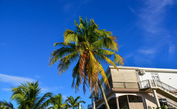istock Top of coconut tree under blue sky 1747820663