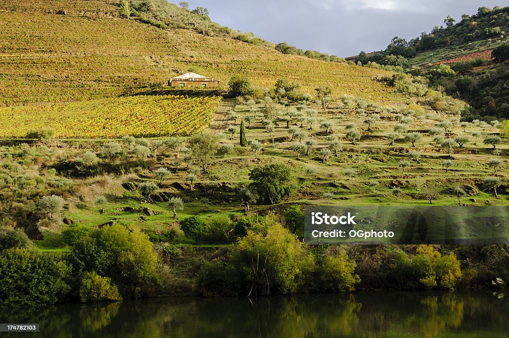 Fattoria casa circondato da vigneti e uliveti - Foto stock royalty-free di Agricoltura