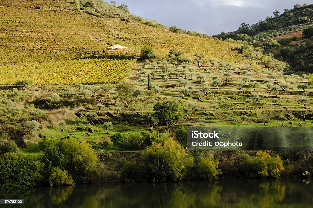 Farm home surrounded by vineyards and olive groves "An old stone home sitting on a hill in the Douro Valley, Portugal. The house is surrounded by vineyards in their autumn colors and olive groves." Agriculture Stock Photo