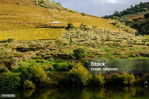 Farm Home Surrounded By Vineyards And Olive Groves Stock Photo - Download Image Now - Agriculture, Architecture, Autumn