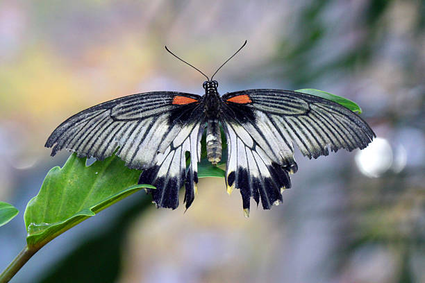 istock Horned Flier 174782306