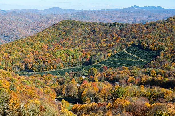 albero di natale della farm - grandfather mountain foto e immagini stock