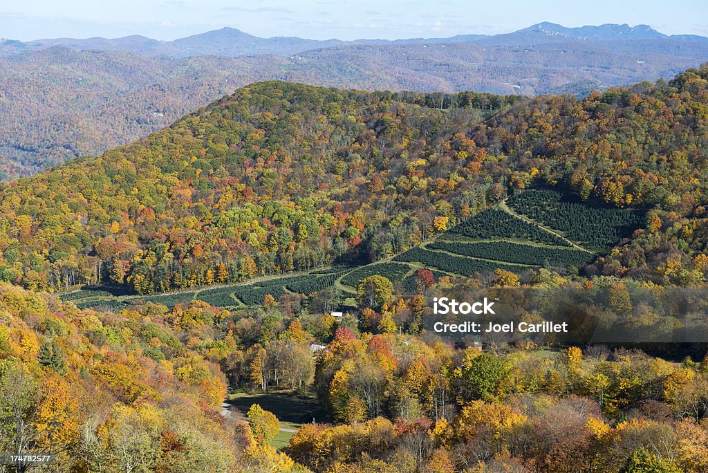 High angle view of a Christmas tree farm in southern Appalachia A Christmas tree farm nestled in the autumn hills of Appalachia. In the upper right is Grandfather Mountain near Boone, North Carolina North Carolina - US State Stock Photo