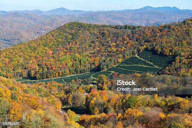 High Angle View Of A Christmas Tree Farm In Southern Appalachia Stock Photo - Download Image Now