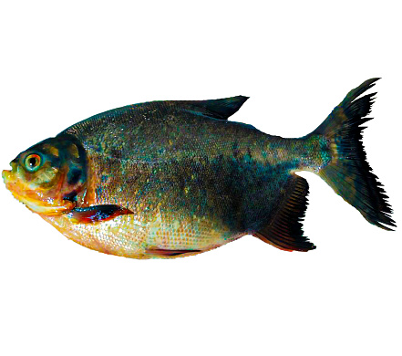 fish, sea bass, tilapia, food, animal, aquatic animal