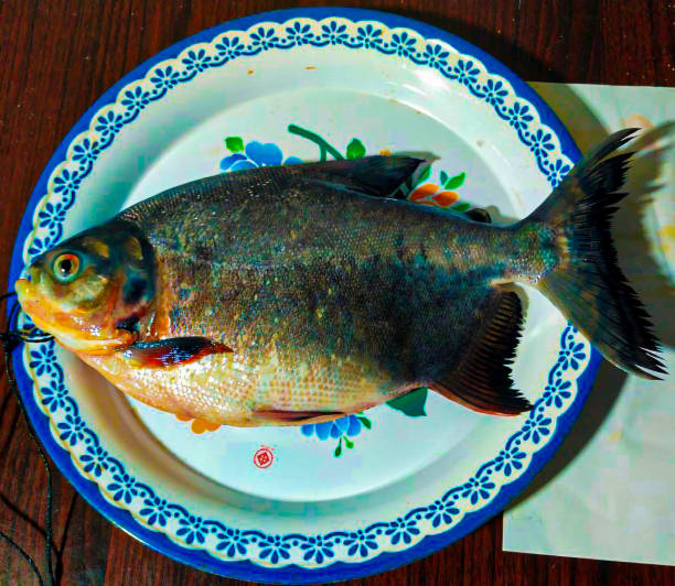 fish, sea bass, tilapia, food - sea bass prepared fish food grilled imagens e fotografias de stock