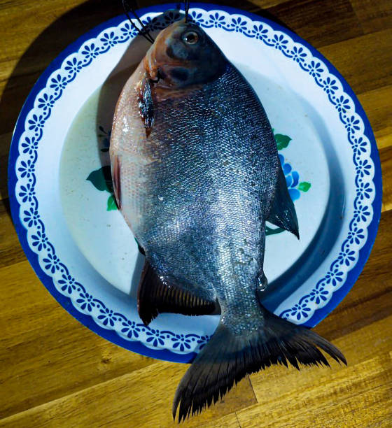 fish, sea bass, tilapia, food - sea bass prepared fish food grilled imagens e fotografias de stock