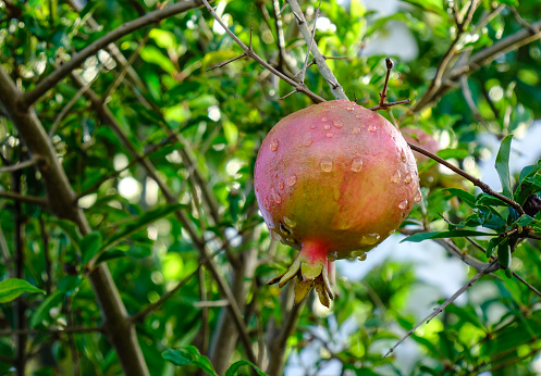 Red pomegranate fruit on the tree in Mauritius Island.