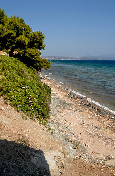 plaża w sithonia-metamorfosi - halkidiki leaf branch tree trunk zdjęcia i obrazy z banku zdjęć