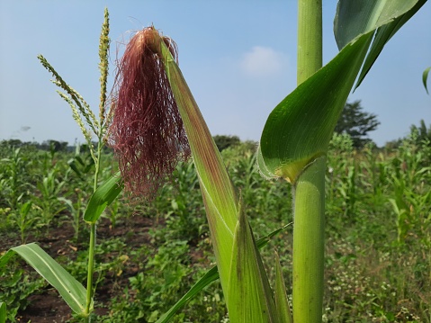 view from corn farm,corn female Inflorescence or corn cob on plant