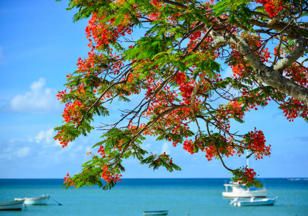 istock Flamboyant flowers blooming at the park 1747835076