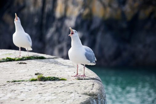 Two Herring Gulls displaying on Quayside.
