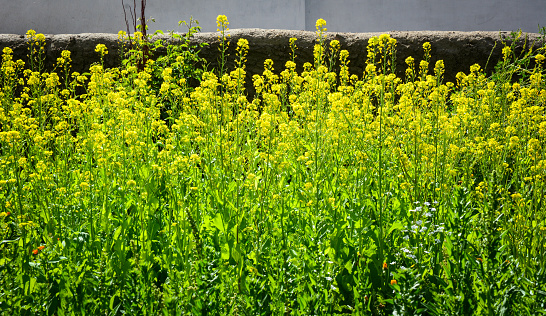 Barbarea vulgaris flowers at spring - Yellow Rocket plant (Cruciferae, Brassicaceae). Close up.