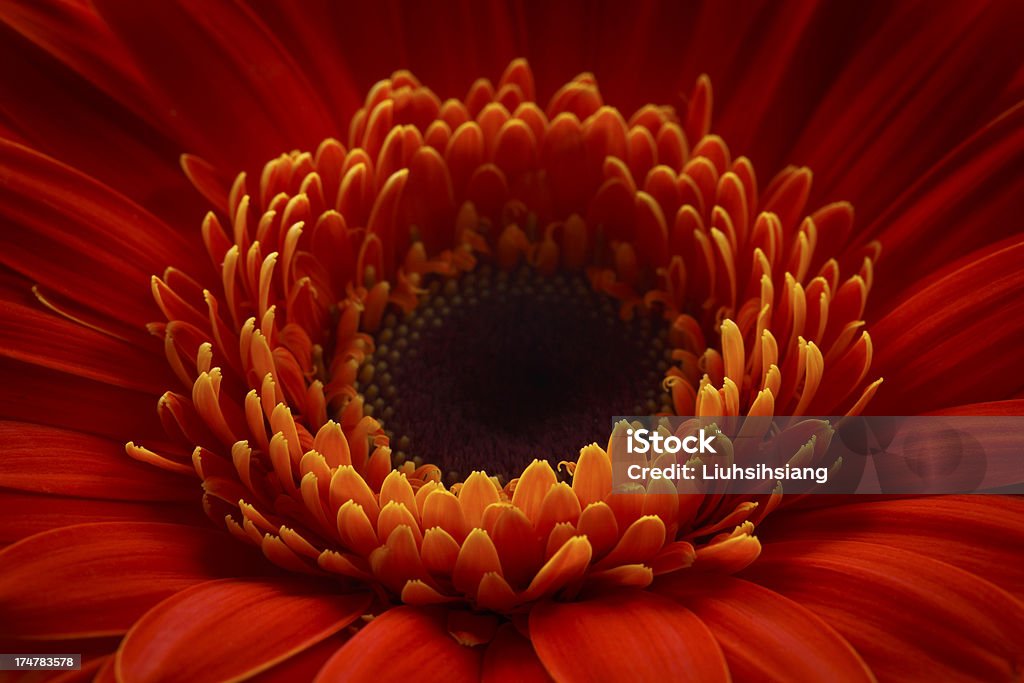 gerbera vermelha - Foto de stock de Beleza natural - Natureza royalty-free