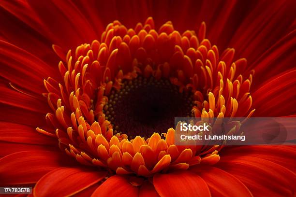 Foto de Gerbera Vermelha e mais fotos de stock de Beleza natural - Natureza - Beleza natural - Natureza, Cabeça da flor, Cor Vibrante