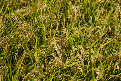 Close-up of golden rice paddy.