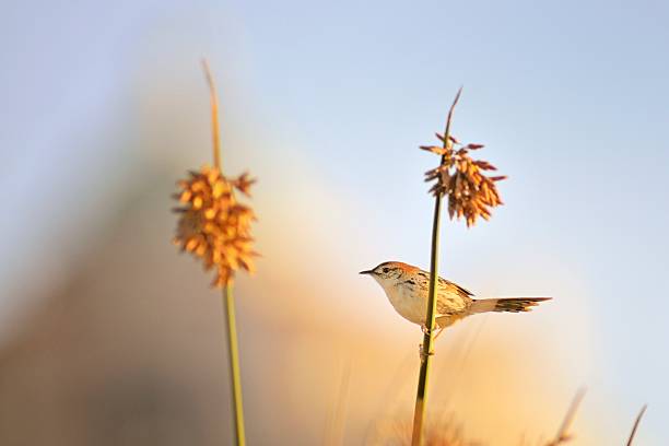 Just a species shot of a Levaillant's, or Tinkling,  Cisticola, Cisticola tinniens, perched on a marsh reed in the fading light.