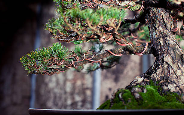 390+ Bonsai Wire Stock Photos, Pictures & Royalty-Free Images - iStock