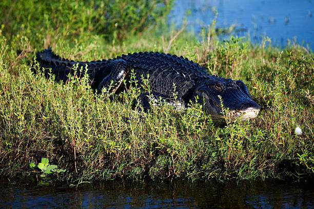 istock Adult Alligator 174784315