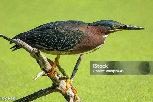 Photo libre de droit de Héron Vert banque d'images et plus d'images libres de droit de Couleur verte - Couleur verte, Faune, Faune sauvage