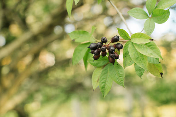 istock Acanthopanax Henryi plant for ginseng 174784612