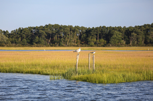 Birds at the wetland in Chincoteague National Wildlife Refuge, Assateague Island National Seashore, Chincoteague, Virginia