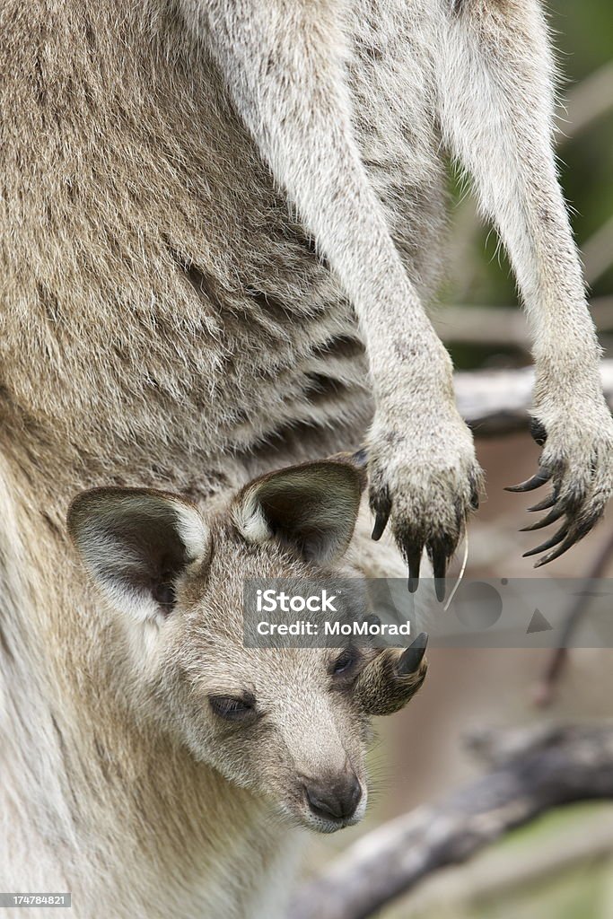 Joey na bolsa - Royalty-free Animal Foto de stock