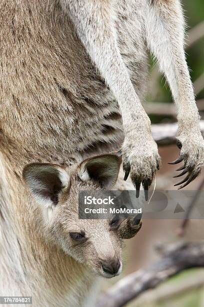 Joey Na Bolsa - Fotografias de stock e mais imagens de Animal - Animal, Animal selvagem, Ao Ar Livre