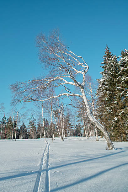 ユキコ冬の風景、クロスカントリートラックにブラックの森 - cross country skiing black forest germany winter ストックフォトと画像
