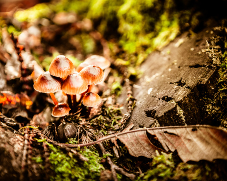 Group of small mushrooms in a magic forest.