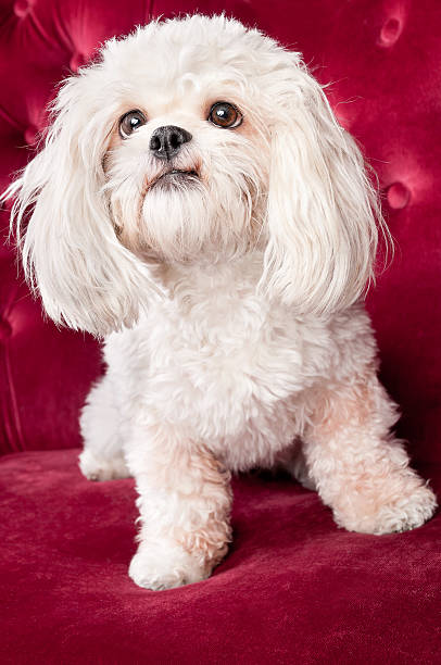 feliz blanco shih tzu perro primer plano - pampered pets shitzu beauty beautiful fotografías e imágenes de stock