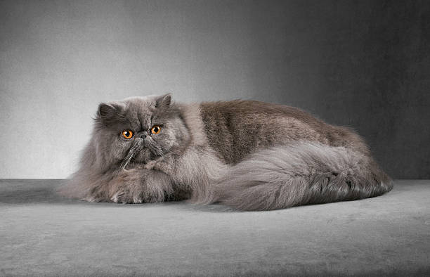 istock Blue persian male cat lying down 174785112