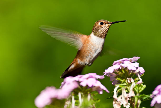 istock Hummingbird Hovering Above Flowers 174785350