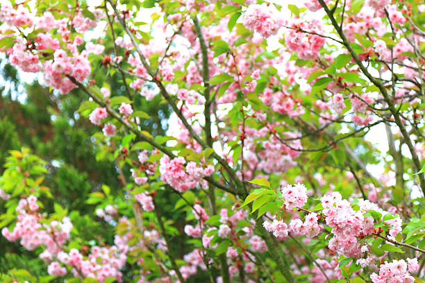 fleur de cerisier - ornamental garden vibrant color illuminated air photos et images de collection