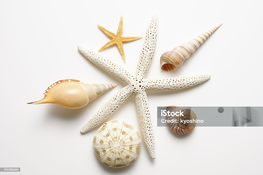 ホワイトの指ヒトデと貝殻 - 白背景のロイヤリティフリーストックフォト