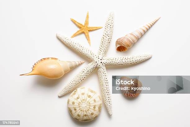 ホワイトの指ヒトデと貝殻 - 白背景のストックフォトや画像を多数ご用意 - 白背景, 貝殻, 俯瞰