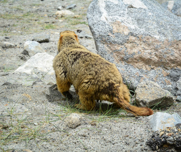 istock Mountain mole on hill in Ladakh, India 1747855527