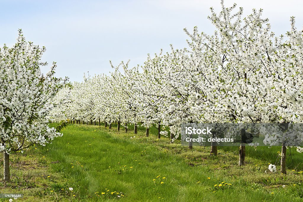 Blühende Apfel Bäume - Lizenzfrei Apfelbaum Stock-Foto